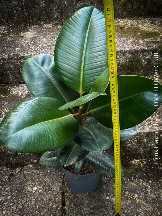Ficus Elastica, cutting, organically grown tropical plants for sale at TOMs FLOWer CLUB.