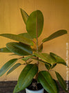 Ficus elastica, Gummi Baum, Ficus, organically grown tropical plants for sale at TOMs FLOWer CLUB.