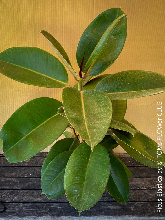 Ficus elastica, Gummi Baum, Ficus, organically grown tropical plants for sale at TOMs FLOWer CLUB.