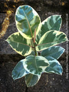 Ficus Elastica Tinker Variegata, organically grown tropical plants for sale at TOMs FLOWer CLUB.