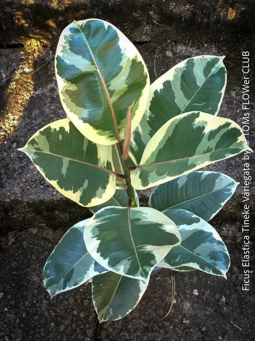 Ficus Elastica Tinker Variegata, organically grown tropical plants for sale at TOMs FLOWer CLUB.