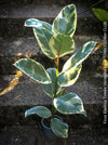 Ficus Elastica Tinker Variegata, organically grown tropical plants for sale at TOMs FLOWer CLUB.