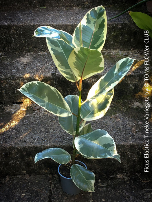 Ficus Elastica Tinker Variegata, organically grown tropical plants for sale at TOMs FLOWer CLUB.