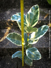 Ficus Elastica Tinker Variegata, organically grown tropical plants for sale at TOMs FLOWer CLUB.
