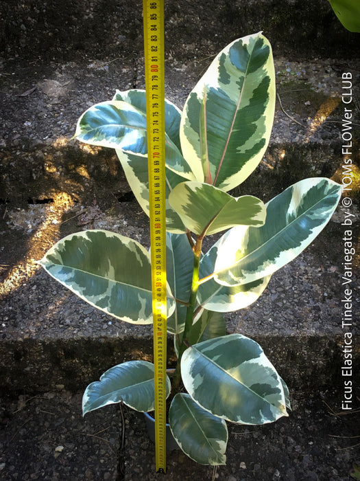 Ficus Elastica Tinker Variegata, organically grown tropical plants for sale at TOMs FLOWer CLUB.