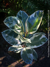 Ficus Elastica Tinker Variegata, organically grown tropical plants for sale at TOMs FLOWer CLUB.