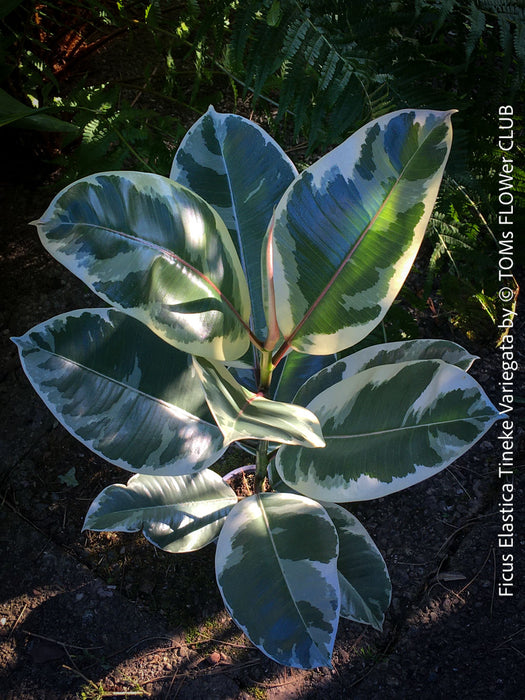 Ficus Elastica Tinker Variegata, organically grown tropical plants for sale at TOMs FLOWer CLUB.