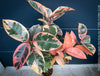 Ficus Elastica Variegata Red Ruby, organically grown plants for sale at TOMs FLOWer CLUB.