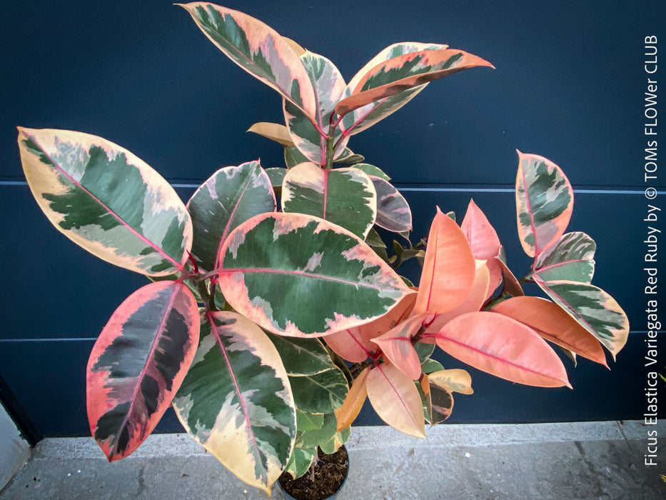 Ficus Elastica Variegata Red Ruby, organically grown plants for sale at TOMs FLOWer CLUB.