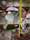 Ficus Elastica Red Ruby plant for sale at TOMs FLOWer CLUB, variegated ficus, low maintenance. 