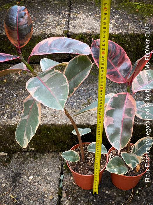 Ficus Elastica Red Ruby plant for sale at TOMs FLOWer CLUB, variegated ficus, low maintenance. 