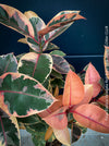Ficus Elastica Variegata Red Ruby, organically grown plants for sale at TOMs FLOWer CLUB.