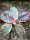 Ficus Elastica Red Ruby plant for sale at TOMs FLOWer CLUB, variegated ficus, low maintenance. 