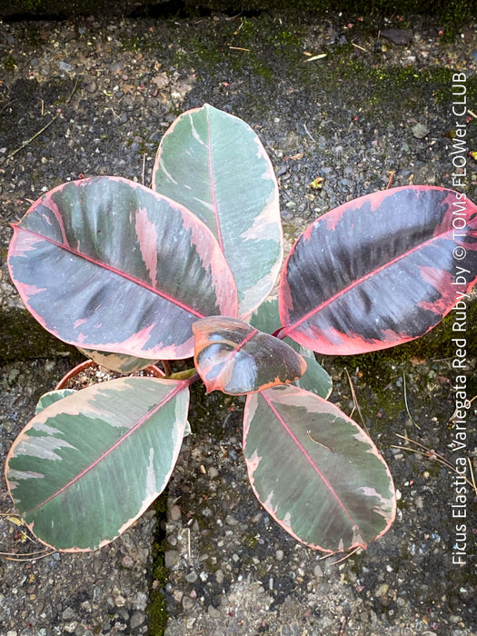 Ficus Elastica Red Ruby plant for sale at TOMs FLOWer CLUB, variegated ficus, low maintenance. 