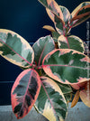 Ficus Elastica Variegata Red Ruby, organically grown plants for sale at TOMs FLOWer CLUB.