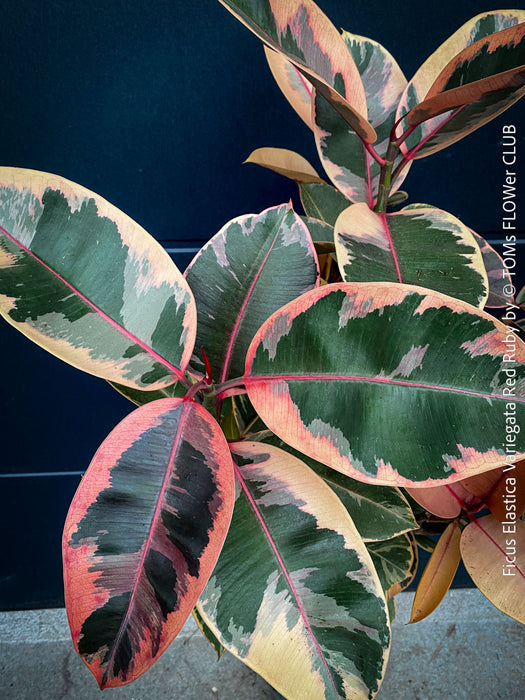 Ficus Elastica Variegata Red Ruby, organically grown plants for sale at TOMs FLOWer CLUB.