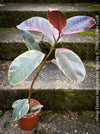 Ficus Elastica Red Ruby plant for sale at TOMs FLOWer CLUB, variegated ficus, low maintenance. 