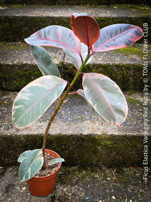 Ficus Elastica Red Ruby plant for sale at TOMs FLOWer CLUB, variegated ficus, low maintenance. 