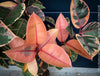 Ficus Elastica Variegata Red Ruby, organically grown plants for sale at TOMs FLOWer CLUB.