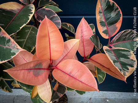 Ficus Elastica Variegata Red Ruby, organically grown plants for sale at TOMs FLOWer CLUB.