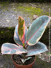 Ficus Elastica Red Ruby plant for sale at TOMs FLOWer CLUB, variegated ficus, low maintenance. 