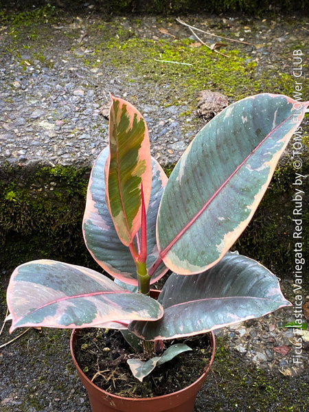 Ficus Elastica Red Ruby plant for sale at TOMs FLOWer CLUB, variegated ficus, low maintenance. 