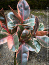Ficus Elastica Red Ruby plant with variegated leaves on a natural background; for sale at TOMs FLOWer CLUB in Zürich.