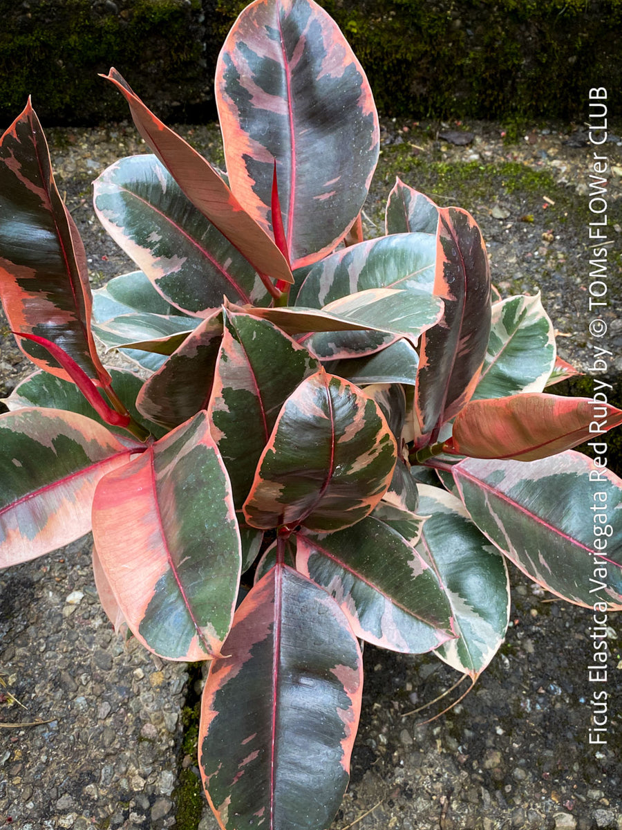 Ficus Elastica Variegata Red Ruby
