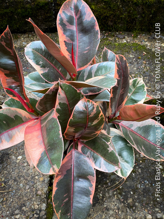 Ficus Elastica Red Ruby plant with variegated leaves on a natural background; for sale at TOMs FLOWer CLUB in Zürich.