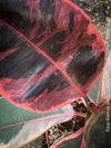 Ficus Elastica Red Ruby plant for sale at TOMs FLOWer CLUB, variegated ficus, low maintenance. 