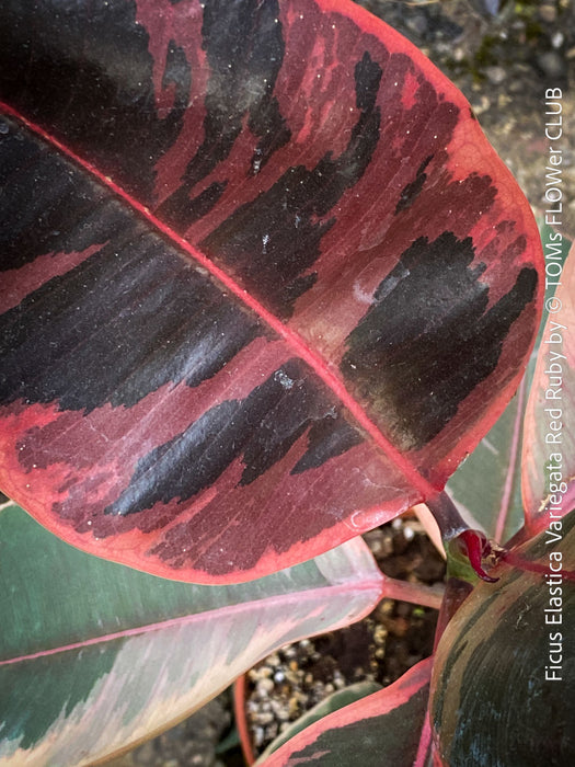 Ficus Elastica Red Ruby plant for sale at TOMs FLOWer CLUB, variegated ficus, low maintenance. 