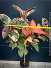 Ficus Elastica Variegata Red Ruby, organically grown plants for sale at TOMs FLOWer CLUB.
