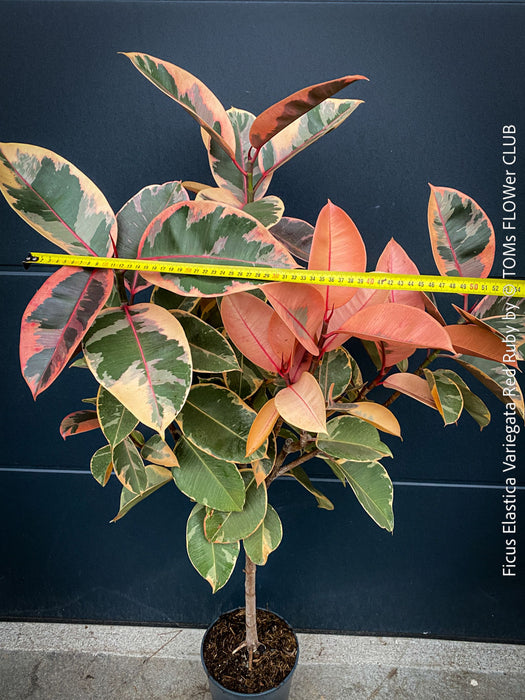 Ficus Elastica Variegata Red Ruby, organically grown plants for sale at TOMs FLOWer CLUB.