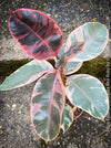 Ficus Elastica Red Ruby plant for sale at TOMs FLOWer CLUB, variegated ficus, low maintenance. 