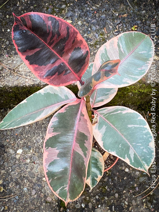 Ficus Elastica Red Ruby plant for sale at TOMs FLOWer CLUB, variegated ficus, low maintenance. 