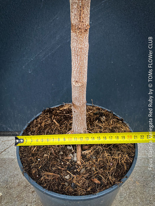 Ficus Elastica Variegata Red Ruby, organically grown plants for sale at TOMs FLOWer CLUB.