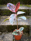 Ficus Elastica Red Ruby plant for sale at TOMs FLOWer CLUB, variegated ficus, low maintenance. 