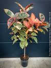 Ficus Elastica Variegata Red Ruby, organically grown plants for sale at TOMs FLOWer CLUB.