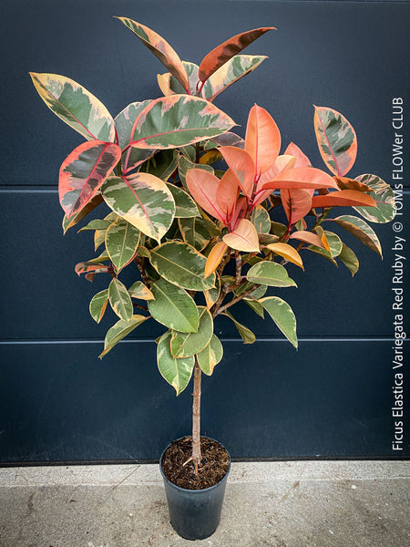 Ficus Elastica Variegata Red Ruby, organically grown plants for sale at TOMs FLOWer CLUB.