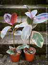 Ficus Elastica Red Ruby plant for sale at TOMs FLOWer CLUB, variegated ficus, low maintenance. 
