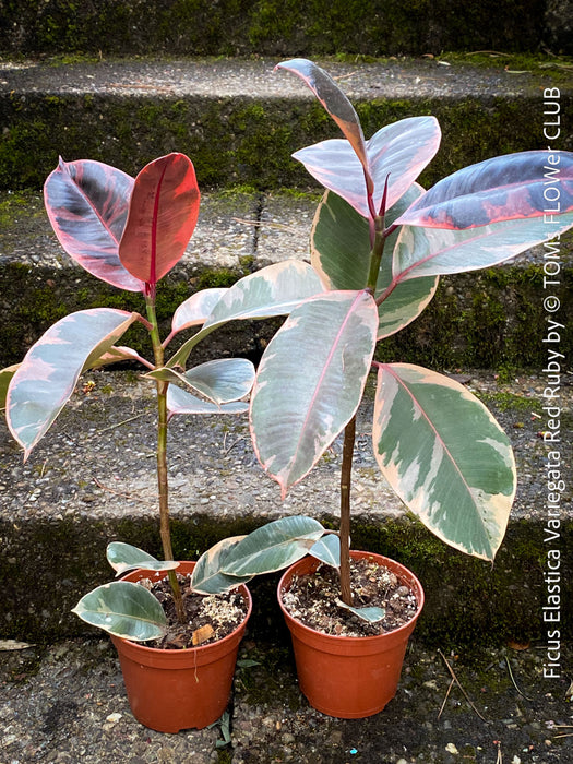 Ficus Elastica Red Ruby plant for sale at TOMs FLOWer CLUB, variegated ficus, low maintenance. 