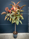 Ficus Elastica Variegata Red Ruby, organically grown plants for sale at TOMs FLOWer CLUB.