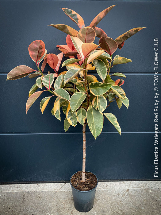 Ficus Elastica Variegata Red Ruby, organically grown plants for sale at TOMs FLOWer CLUB.