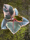Ficus Elastica Red Ruby plant for sale at TOMs FLOWer CLUB, variegated ficus, low maintenance. 