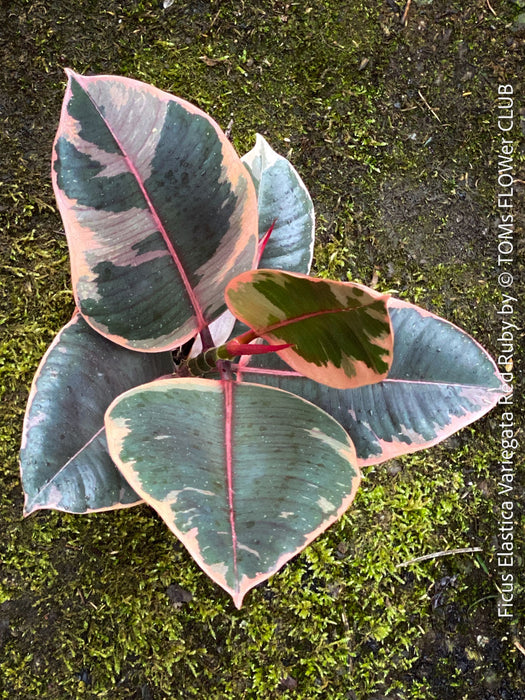Ficus Elastica Red Ruby plant for sale at TOMs FLOWer CLUB, variegated ficus, low maintenance. 
