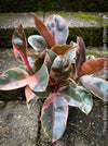 Ficus Elastica Red Ruby plant with variegated leaves on a natural background; for sale at TOMs FLOWer CLUB in Zürich.