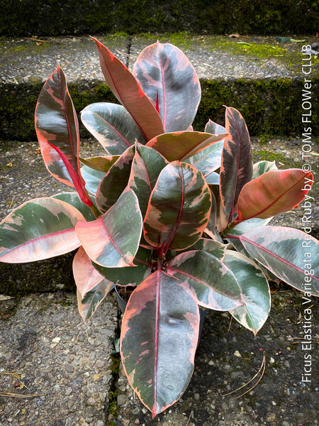 Ficus Elastica Red Ruby plant with variegated leaves on a natural background; for sale at TOMs FLOWer CLUB in Zürich.