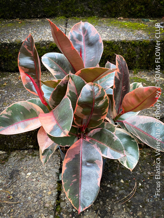Ficus Elastica Red Ruby plant with variegated leaves on a natural background; for sale at TOMs FLOWer CLUB in Zürich.