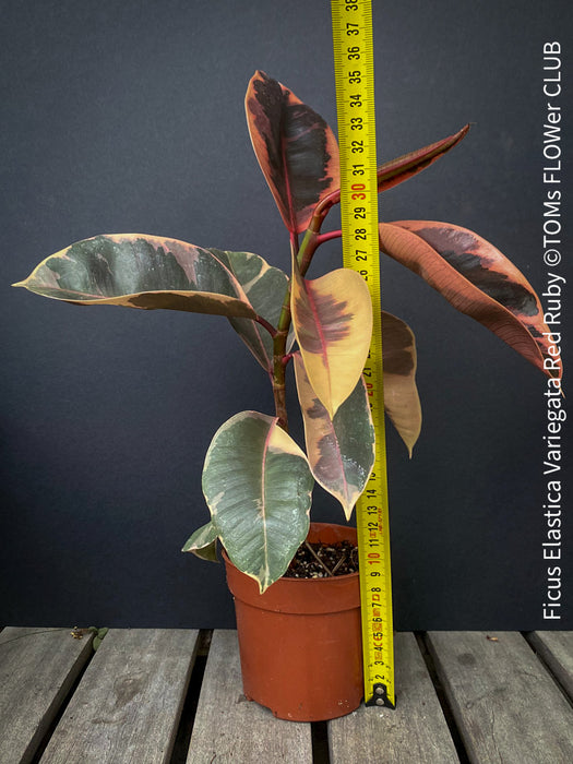 Ficus Elastica Variegata Red Ruby, organically grown plants for sale at TOMs FLOWer CLUB.