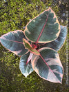 Ficus Elastica Red Ruby plant for sale at TOMs FLOWer CLUB, variegated ficus, low maintenance. 